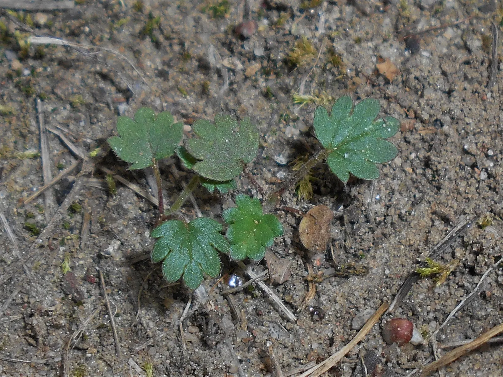 Cinquefoil (Potentilla Neumanniana) — incorporating Potentilla neumanniana can provide a vivid; though it flourishes in well-drained
