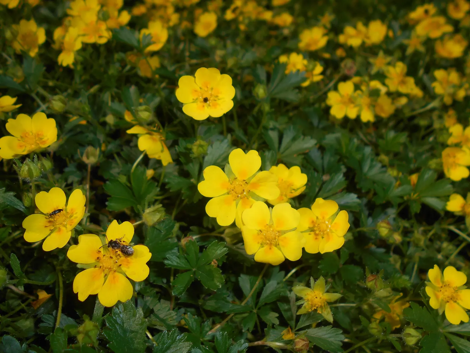 Cinquefoil (Potentilla Neumanniana) — and as a groundcover over large areas