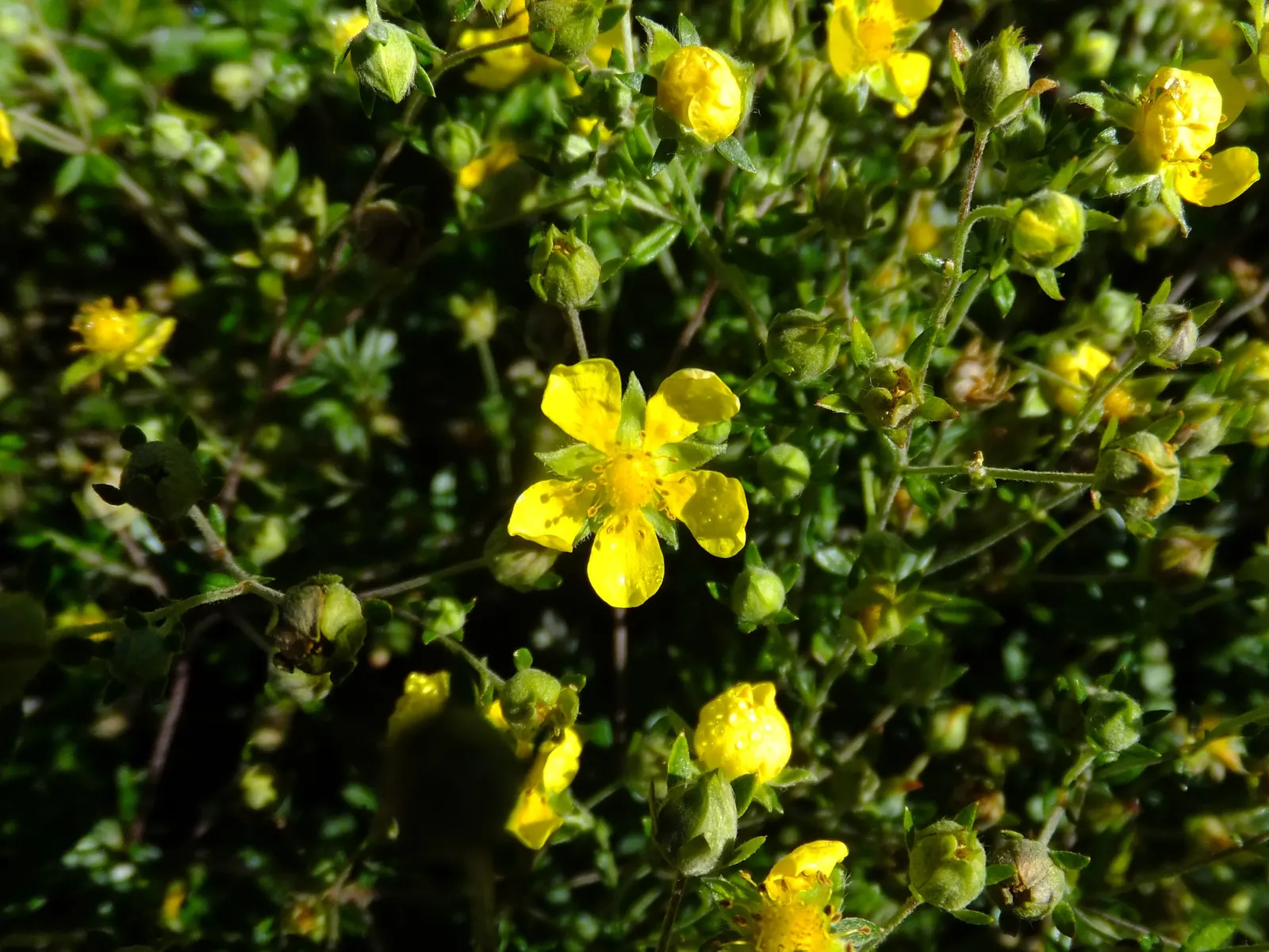 Cinquefoil (Potentilla Neumanniana) — adding to its appeal for sustainable; this plant prefers full sun to partial shade and is highly adaptable to, image 72