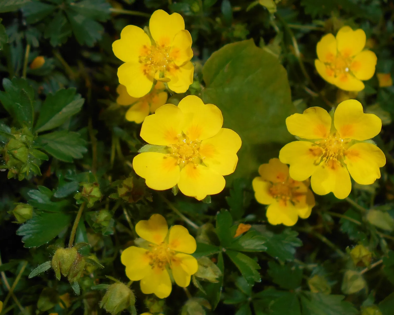 Cinquefoil (Potentilla Neumanniana) — providing a dense mat that effectively suppresses weeds; commonly referred to as Cinquefoil or Spring, image 144