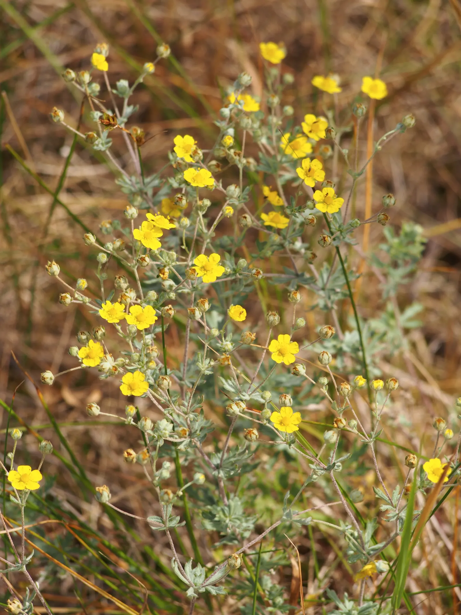 Cinquefoil (Potentilla Neumanniana) — ground cover with yellow blooms; cinquefoil is drought-resistant, image 134