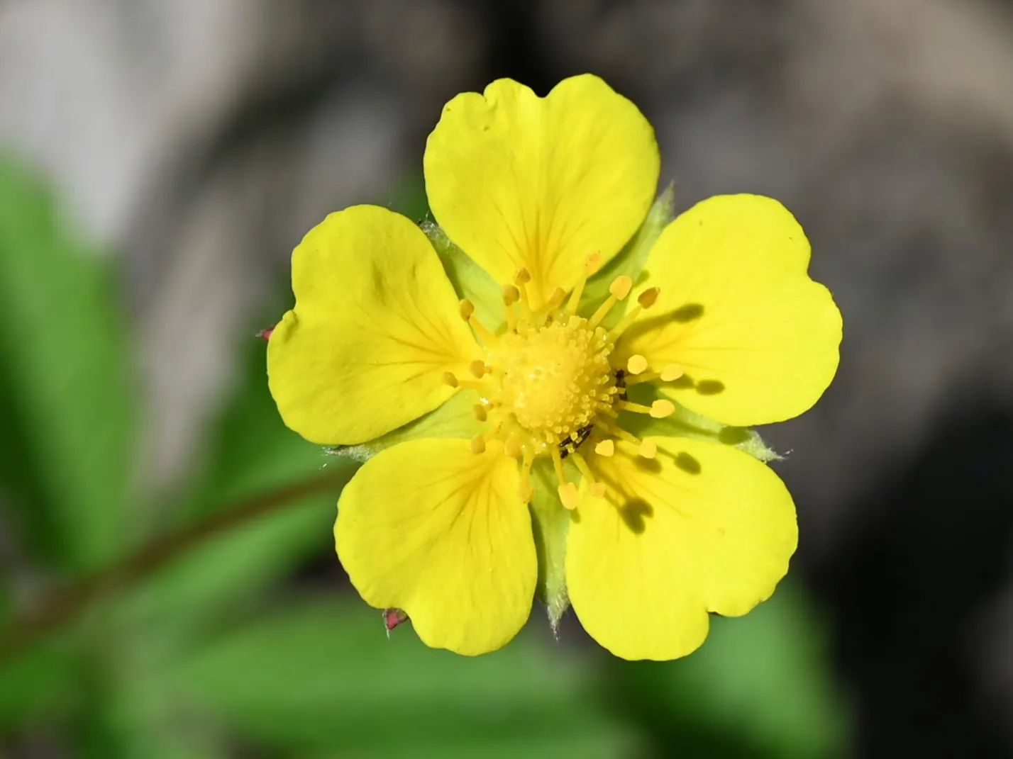 Cinquefoil (Potentilla Neumanniana) — adding to its appeal for sustainable; this plant prefers full sun to partial shade and is highly adaptable to, image 99
