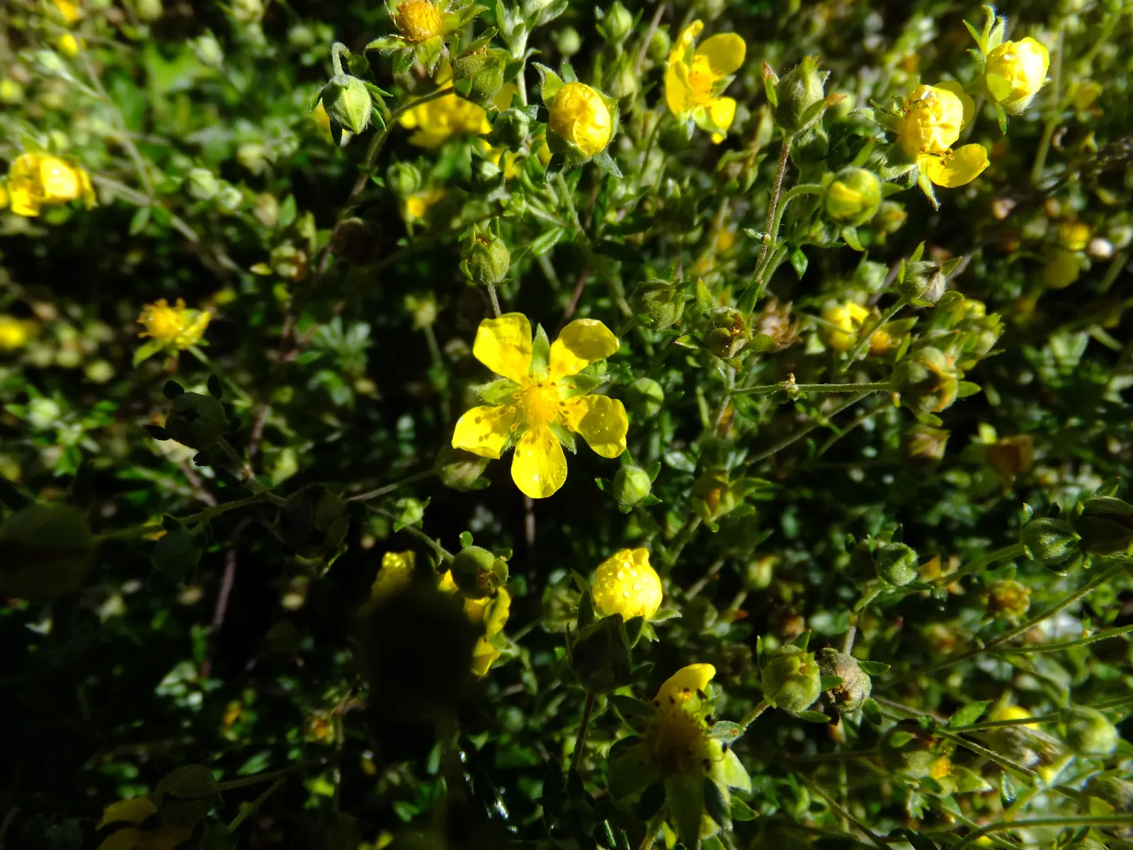 Cinquefoil (Potentilla Neumanniana) — is a perennial groundcover that boasts vibrant green