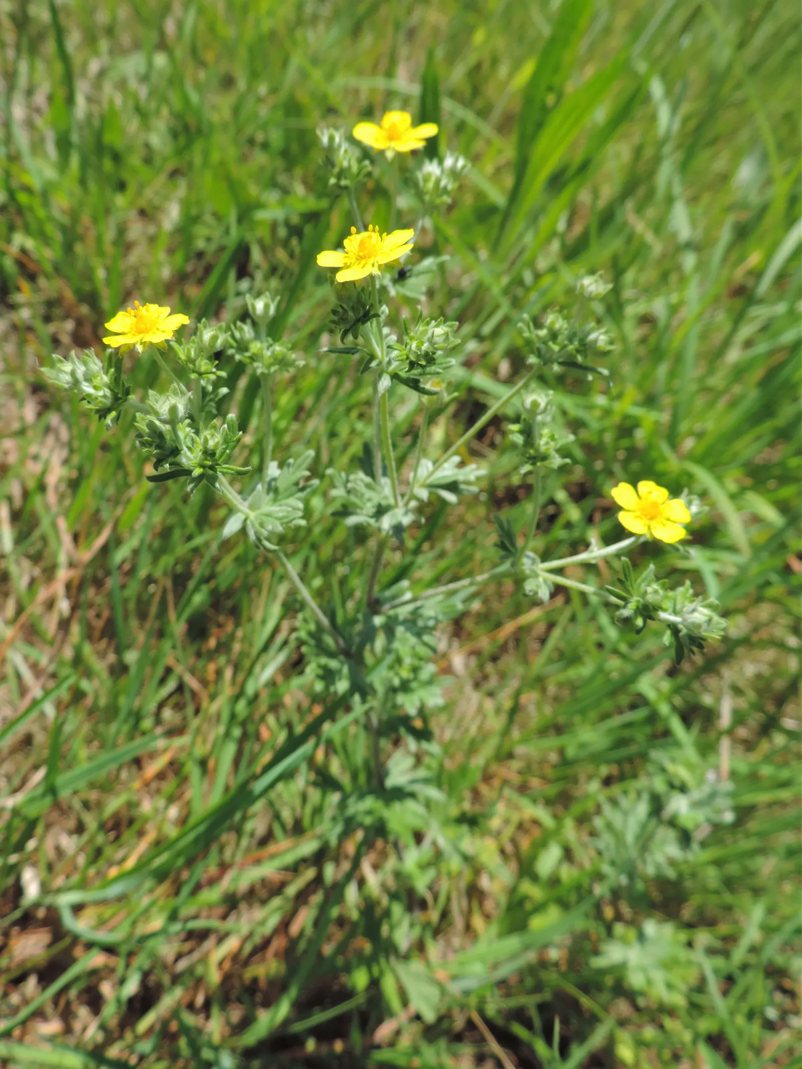 Cinquefoil (Potentilla Neumanniana) — the plant is adorned with bright yellow flowers; potentilla neumanniana is an excellent choice for rock gardens