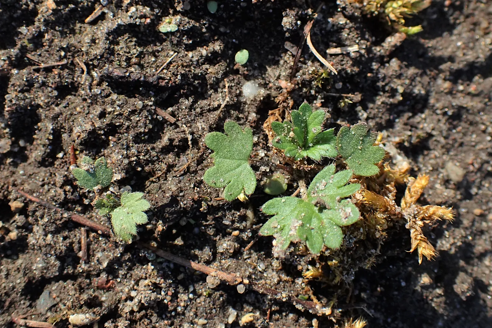 Cinquefoil (Potentilla Neumanniana) — providing a dense mat that effectively suppresses weeds; commonly referred to as Cinquefoil or Spring, image 198