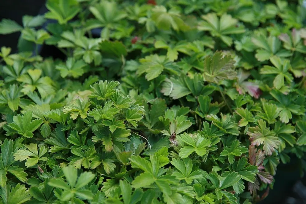 Cinquefoil (Potentilla Neumanniana) — ground cover for full or half or shade