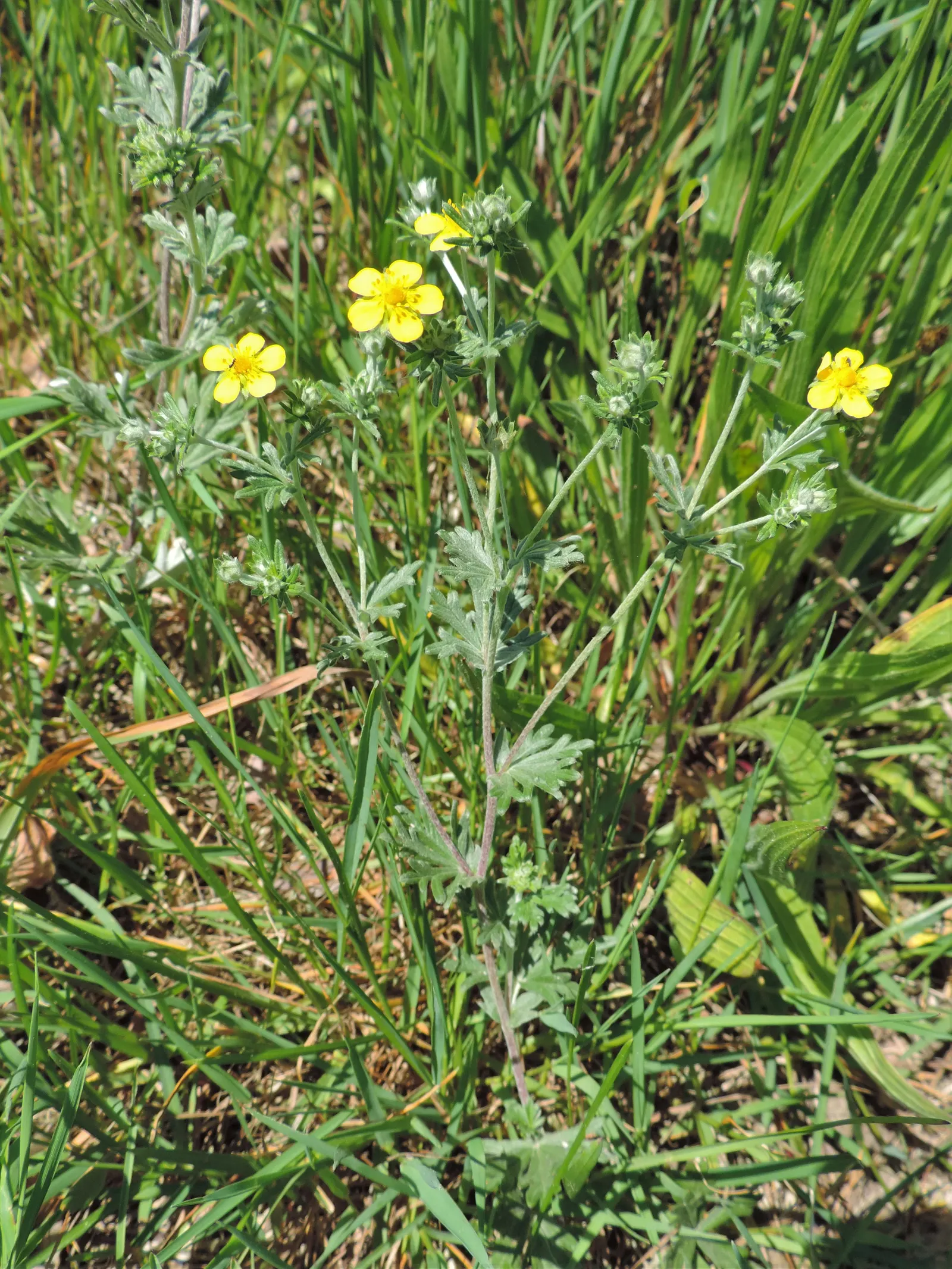 Cinquefoil (Potentilla Neumanniana) — It's drought-tolerant once established and ideal for rock gardens, borders, or erosion control; yellow, image 193