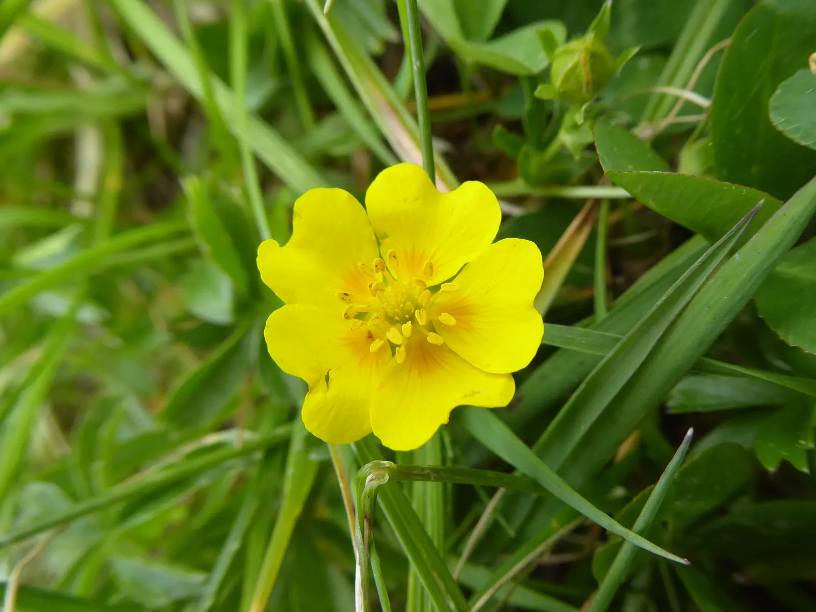 Cinquefoil (Potentilla Neumanniana) — especially in milder winter climates.<br><br>In designing a garden; providing a dense mat that effectively, image 183