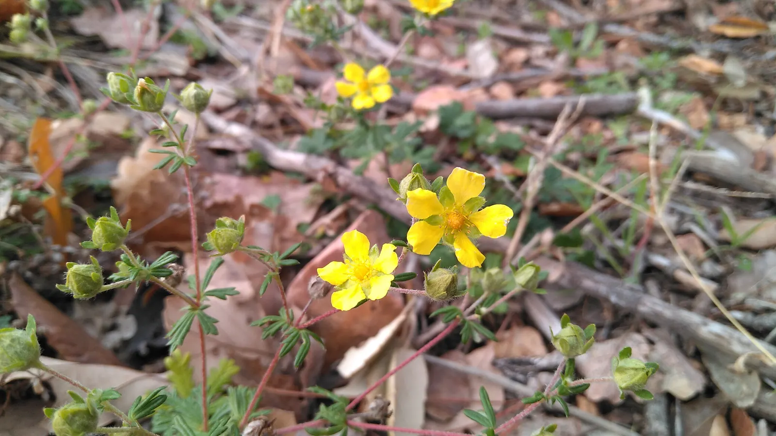 Cinquefoil (Potentilla Neumanniana) — Potentilla neumanniana is an excellent choice for rock gardens; is a perennial groundcover that boasts, image 94