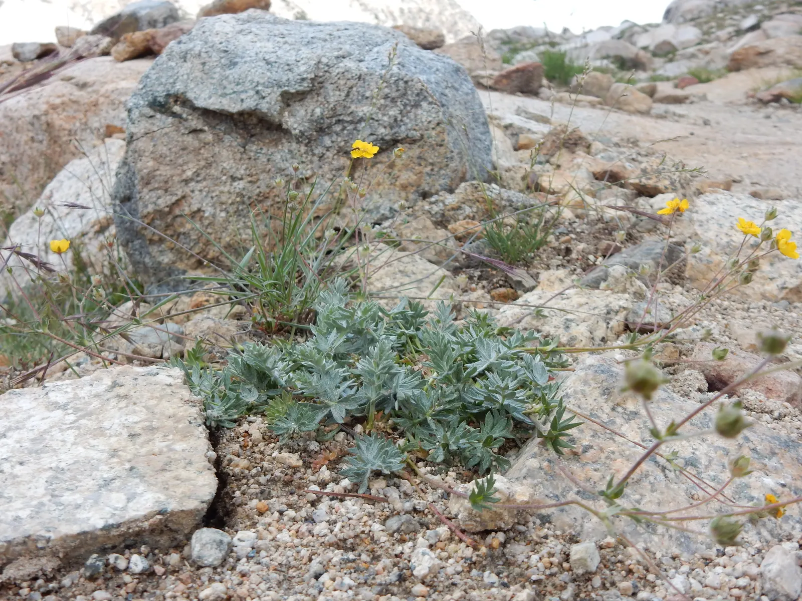 Cinquefoil (Potentilla Neumanniana) — yellow flowers in the garden; the plant is adorned with bright yellow flowers, image 133