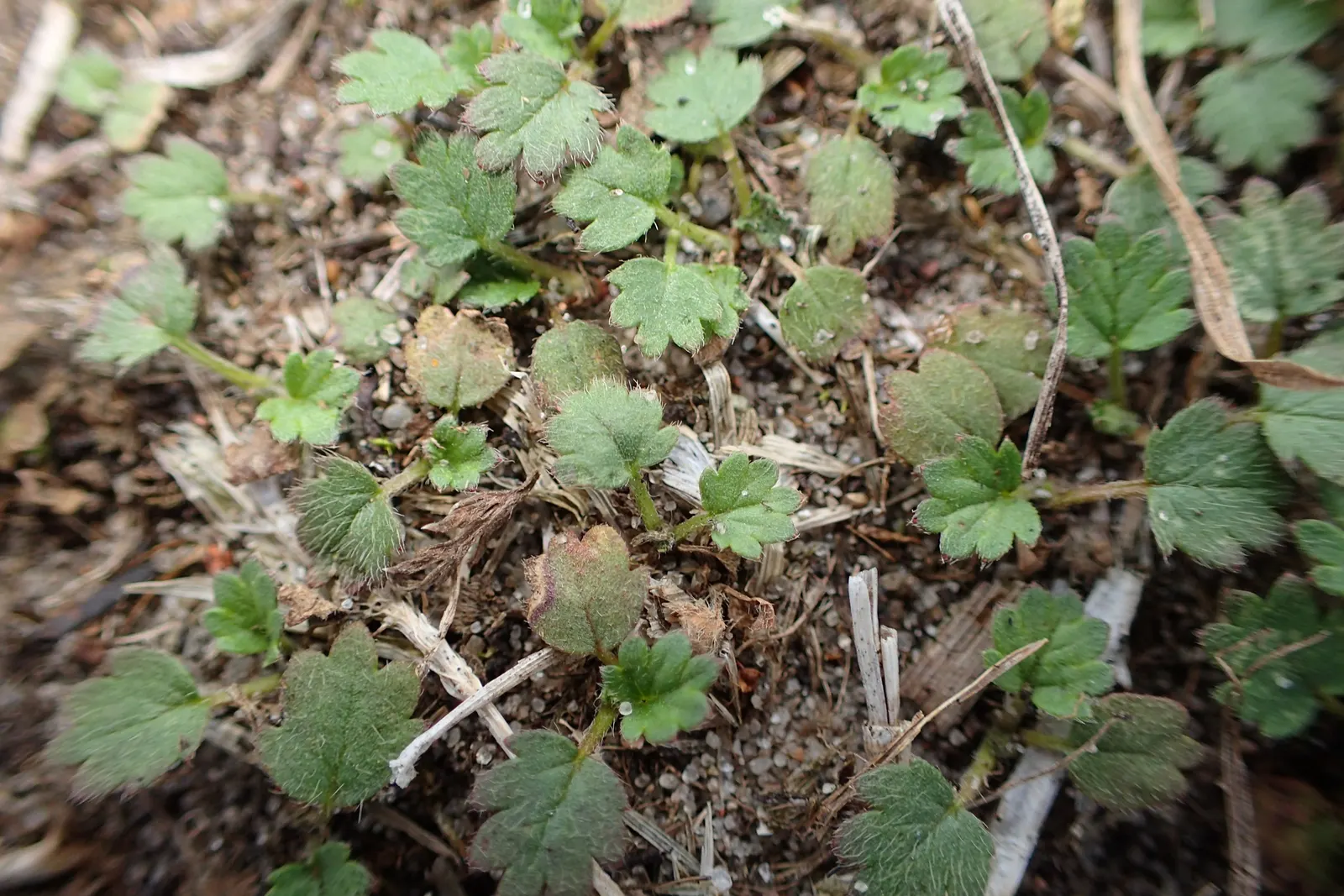 Cinquefoil (Potentilla Neumanniana) — It is a versatile plant that thrives in USDA Hardiness Zones 4 through 8; ground cover with yellow blooms, image 143