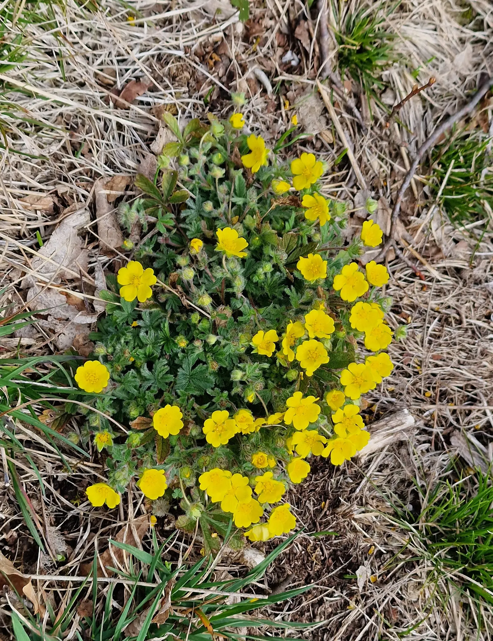 Cinquefoil (Potentilla Neumanniana) — Cinquefoil is drought-resistant; it is a versatile plant that thrives in USDA Hardiness Zones 4 through 8, image 125