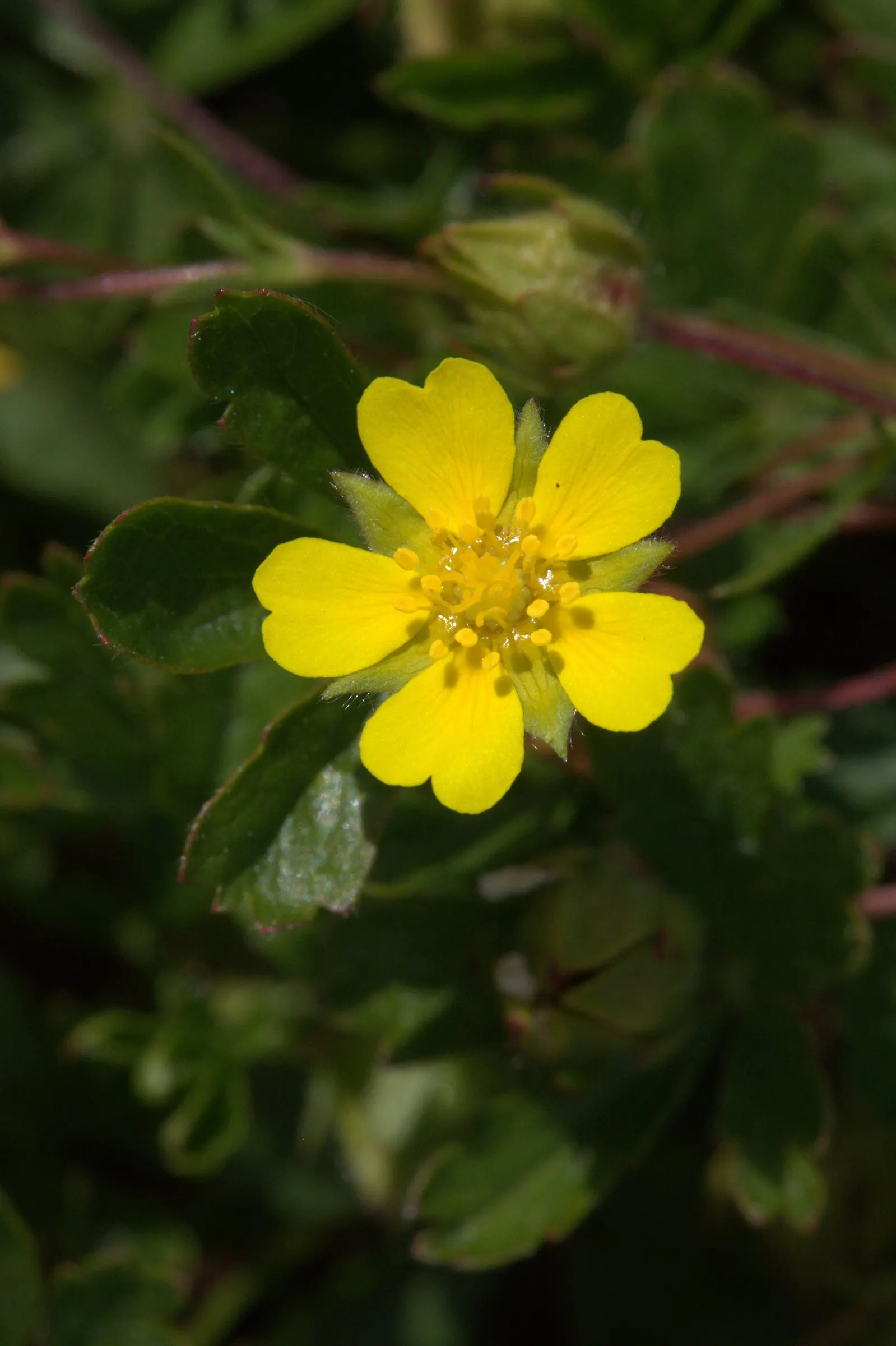 Cinquefoil (Potentilla Neumanniana) — is a perennial groundcover that boasts vibrant green; low-maintenance landscapes, image 196