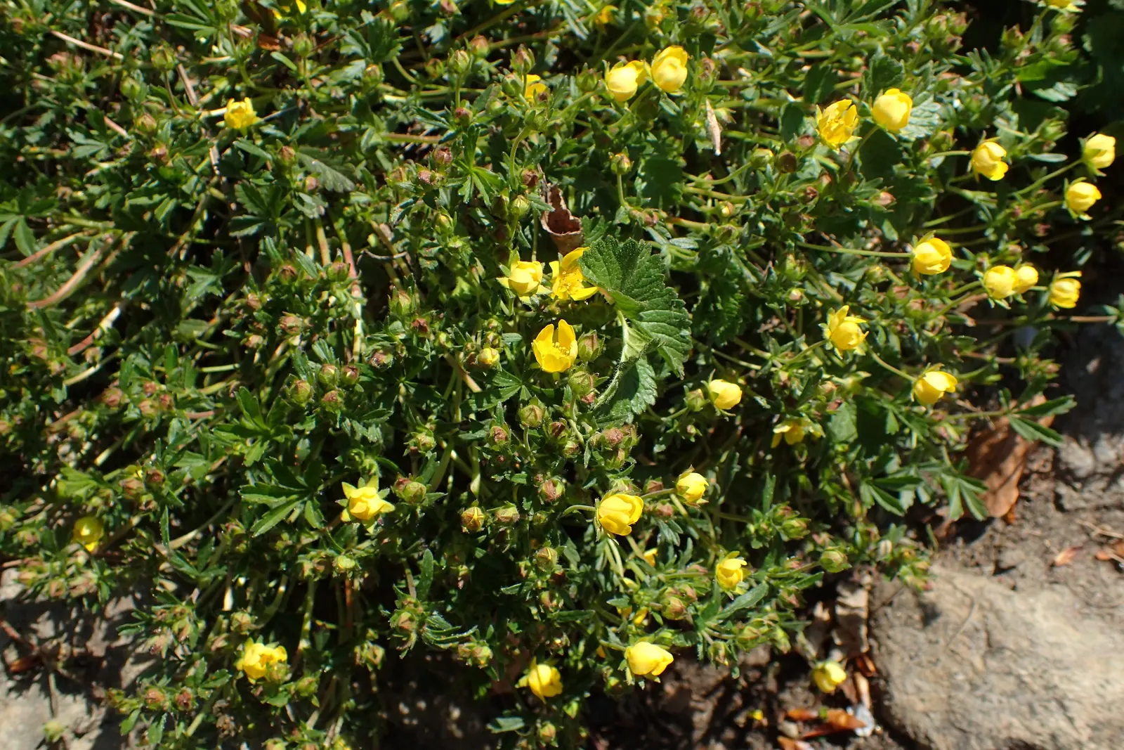 Cinquefoil (Potentilla Neumanniana) — Cinquefoil is drought-resistant; it is a versatile plant that thrives in USDA Hardiness Zones 4 through 8, image 179