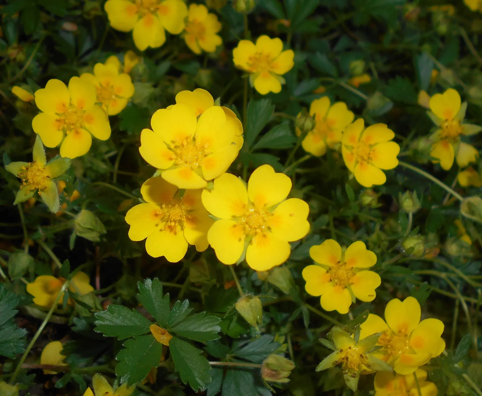Cinquefoil (Potentilla Neumanniana) — This groundcover spreads 6-12 inches wide and reaches 4-6 inches high, preferring full sun to partial shade, image 57