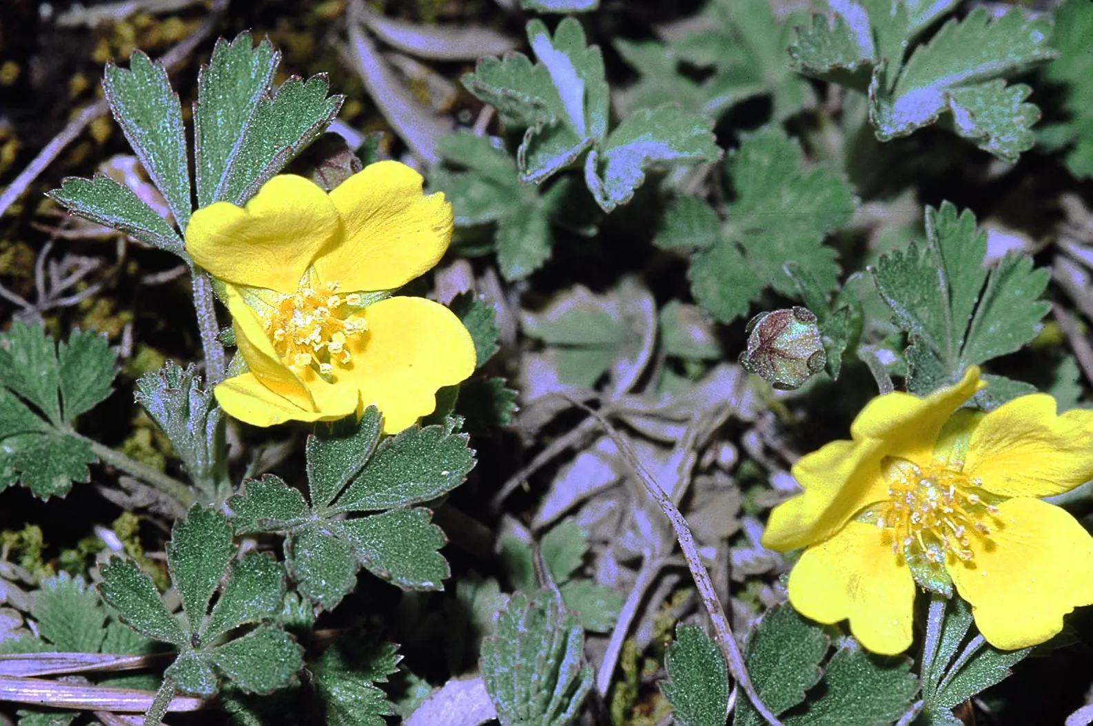Cinquefoil (Potentilla Neumanniana) — the plant is adorned with bright yellow flowers; potentilla neumanniana is an excellent choice for rock, image 145