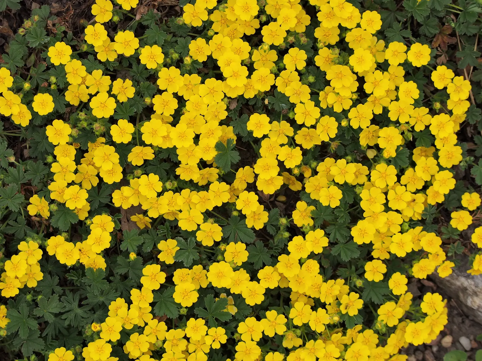 Cinquefoil (Potentilla Neumanniana) — It is a versatile plant that thrives in USDA Hardiness Zones 4 through 8; ground cover with yellow blooms, image 89