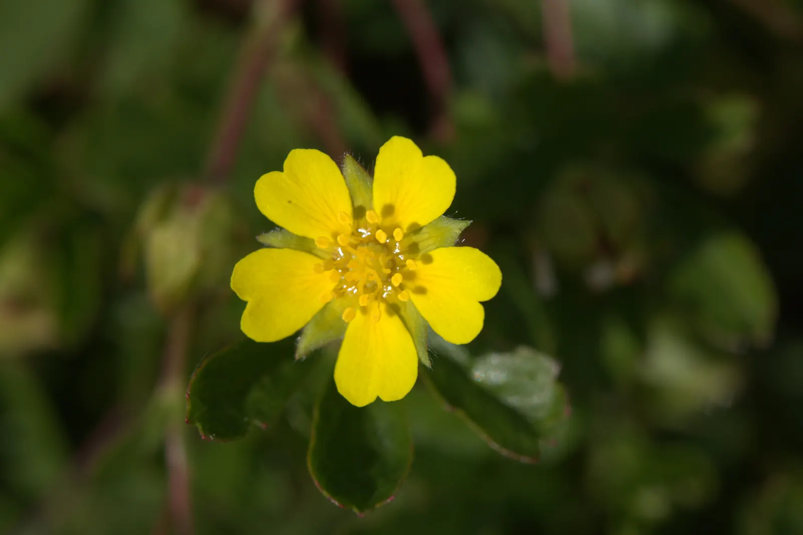 Cinquefoil (Potentilla Neumanniana) — Cinquefoil (Potentilla neumanniana) is a low-growing perennial, thriving in USDA zones 4-8