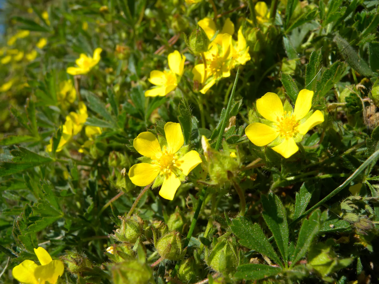 Cinquefoil (Potentilla Neumanniana) — which offer a dazzling display of color and attract pollinators to the garden.<br><br>For landscape design, image 93