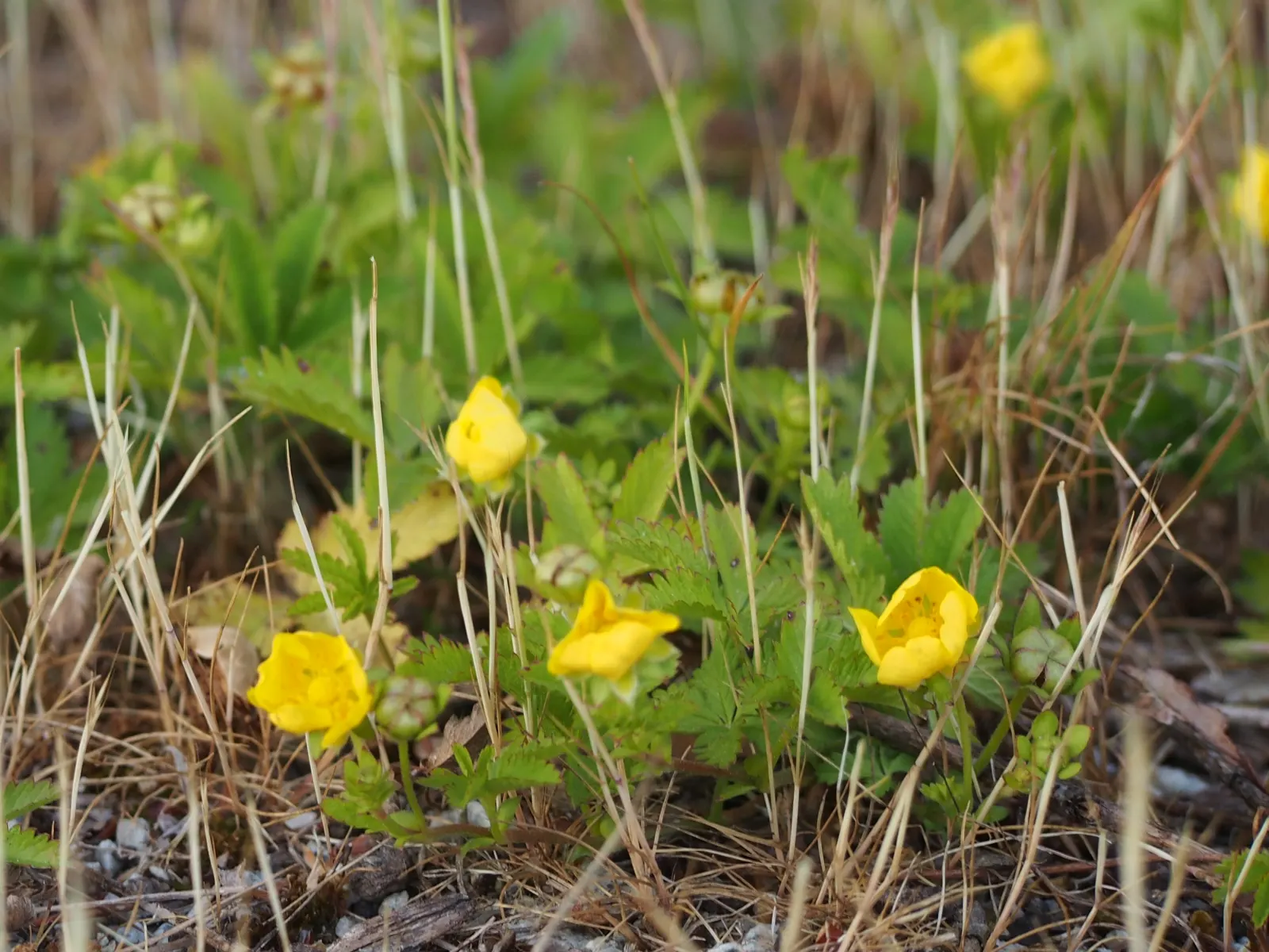 Cinquefoil (Potentilla Neumanniana) — Cinquefoil is drought-resistant; it is a versatile plant that thrives in USDA Hardiness Zones 4 through 8, image 98