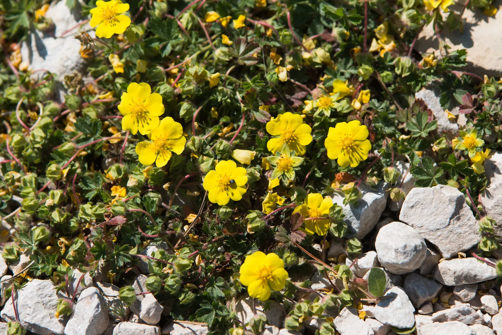 Cinquefoil (Potentilla Neumanniana) — yellow flowers in the garden; the plant is adorned with bright yellow flowers, image 187