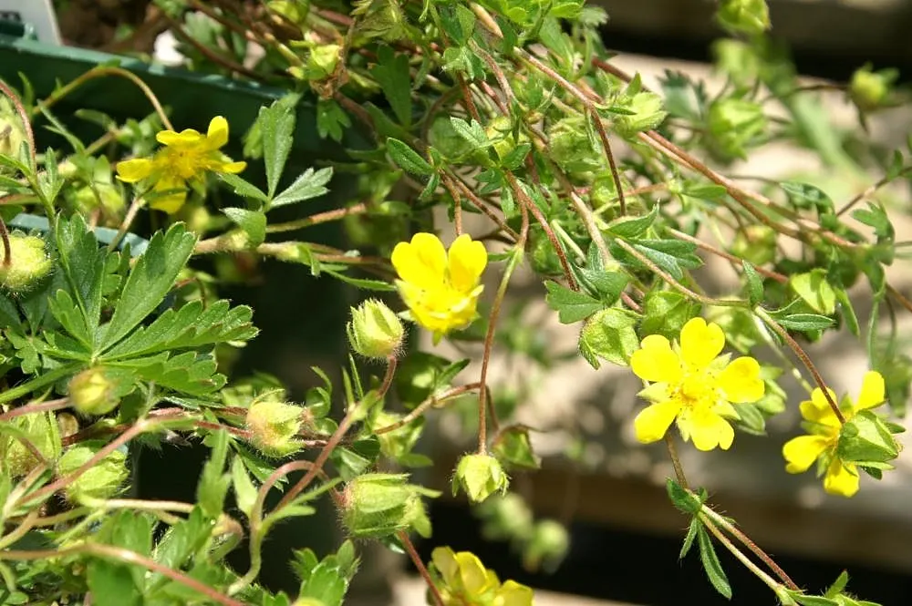 Cinquefoil (Potentilla Neumanniana) — ground cover with yellow blooms