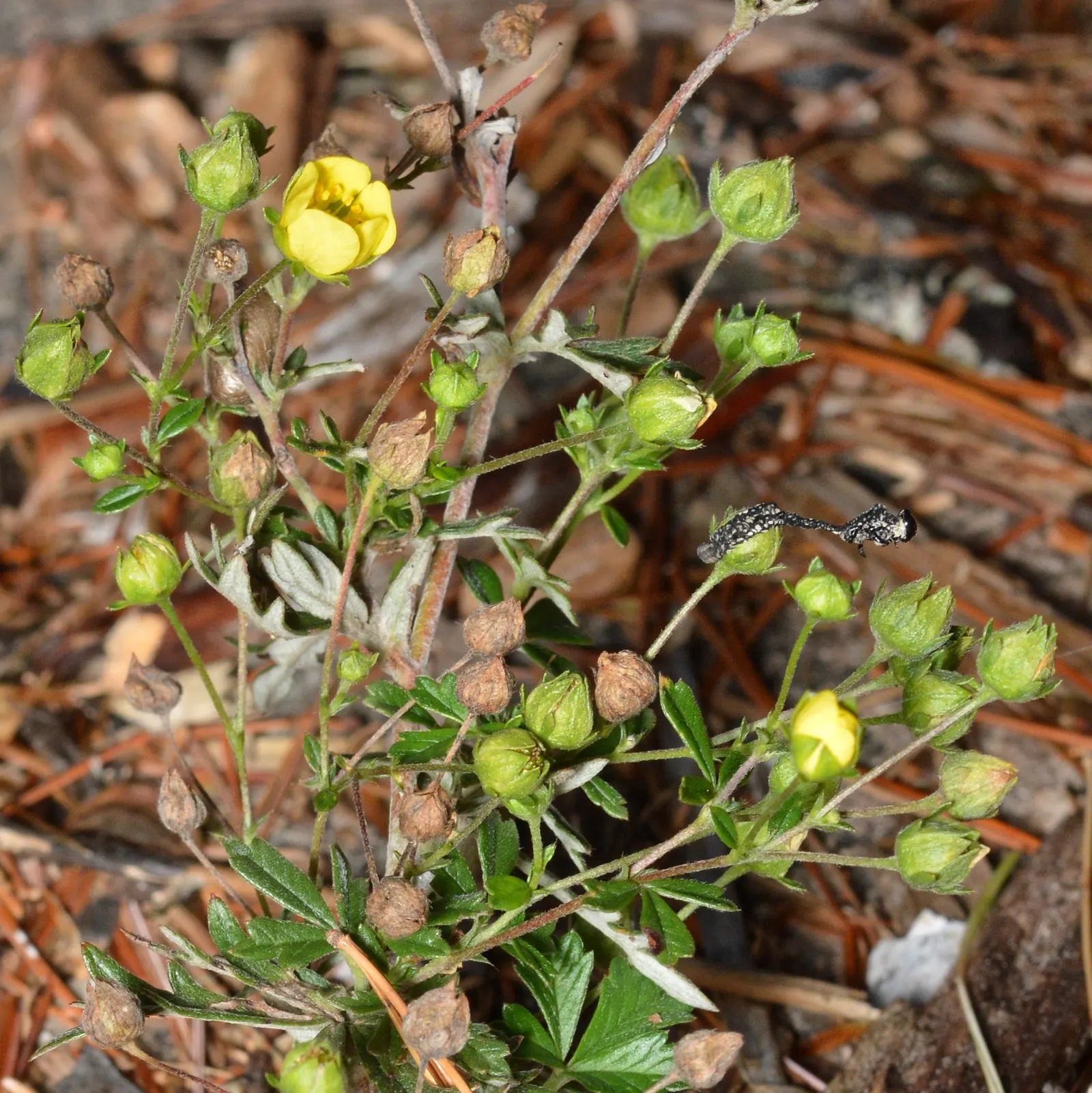 Cinquefoil (Potentilla Neumanniana) — low-maintenance landscapes; incorporating Potentilla neumanniana can provide a vivid, image 100
