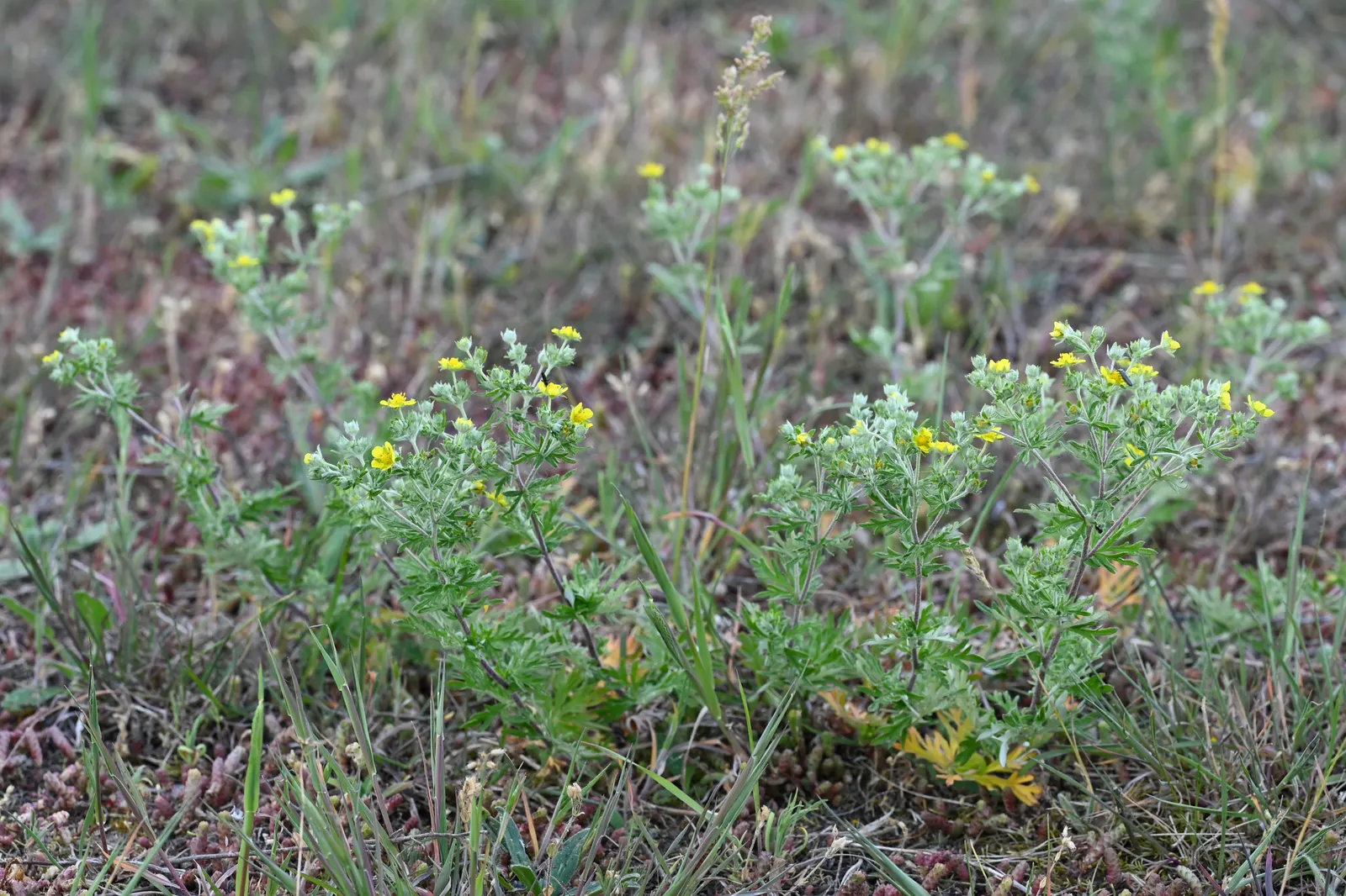 Cinquefoil (Potentilla Neumanniana) — about 0.5 to 1 inch in diameter; its semi-evergreen foliage ensures year-round interest, image 173