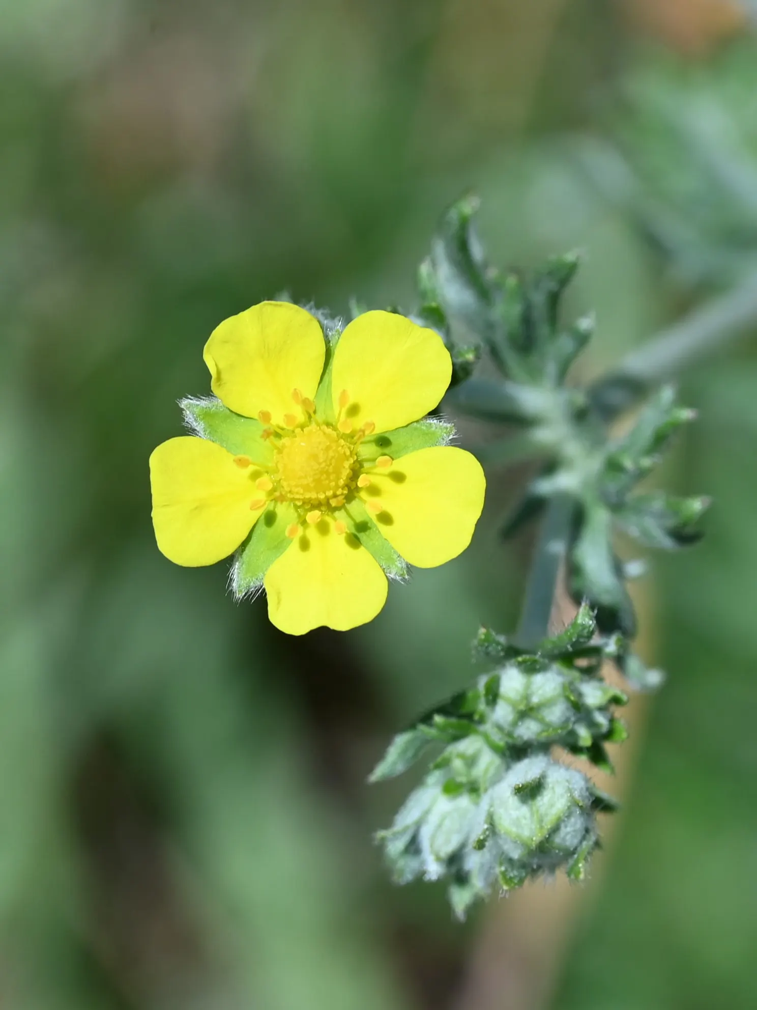 Cinquefoil (Potentilla Neumanniana) — This groundcover spreads 6-12 inches wide and reaches 4-6 inches high, preferring full sun to partial shade; adding to