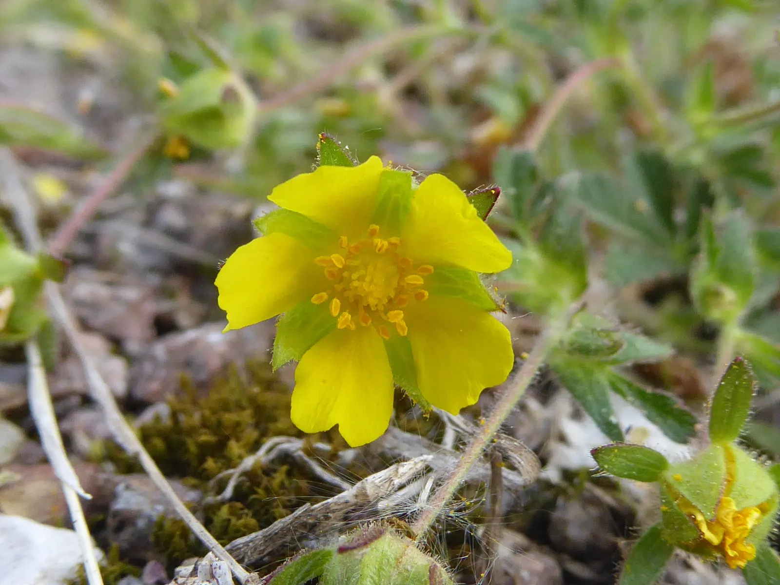 Cinquefoil (Potentilla Neumanniana) — incorporating Potentilla neumanniana can provide a vivid; though it flourishes in well-drained, image 76