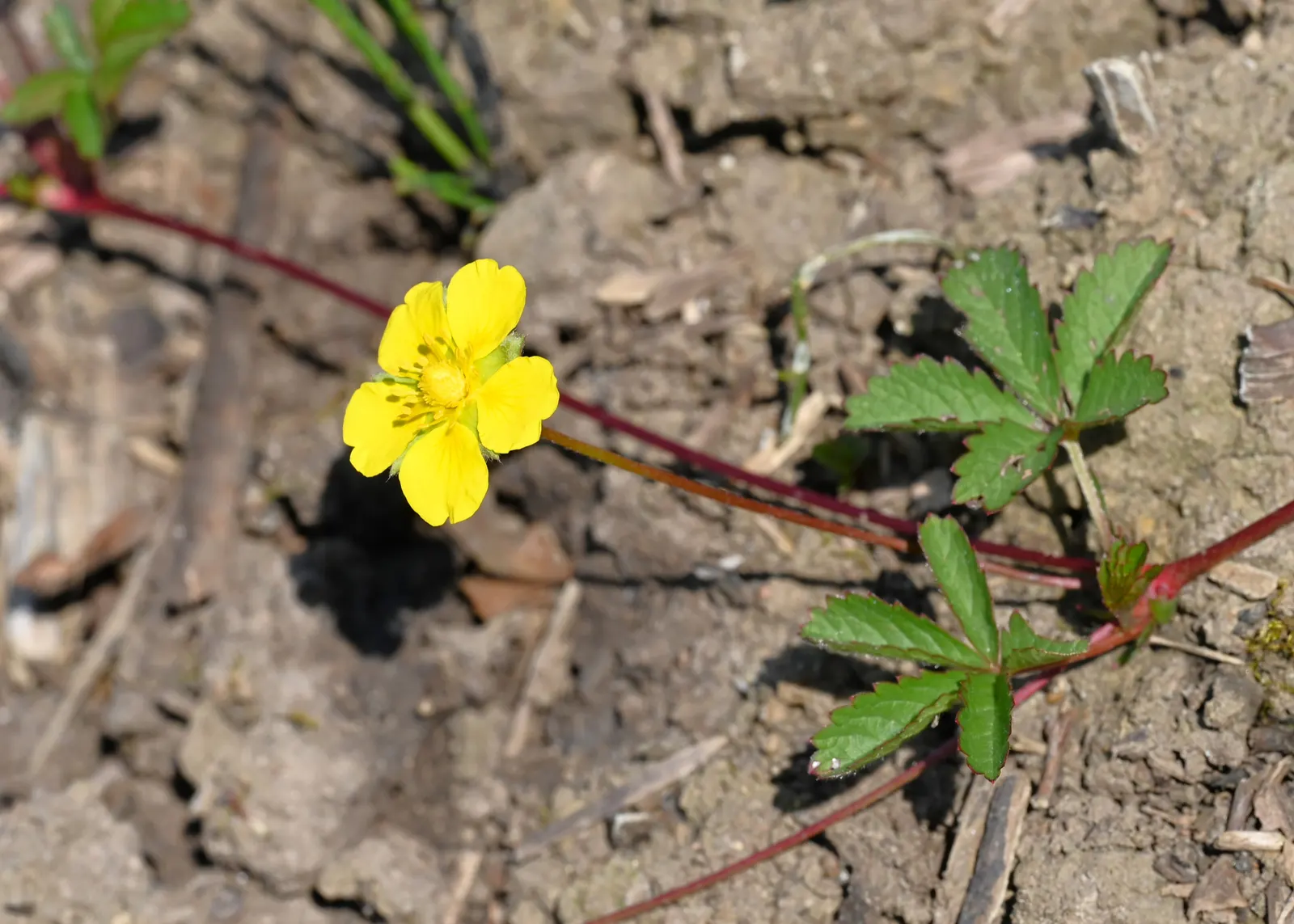Cinquefoil (Potentilla Neumanniana) — its semi-evergreen foliage ensures year-round interest