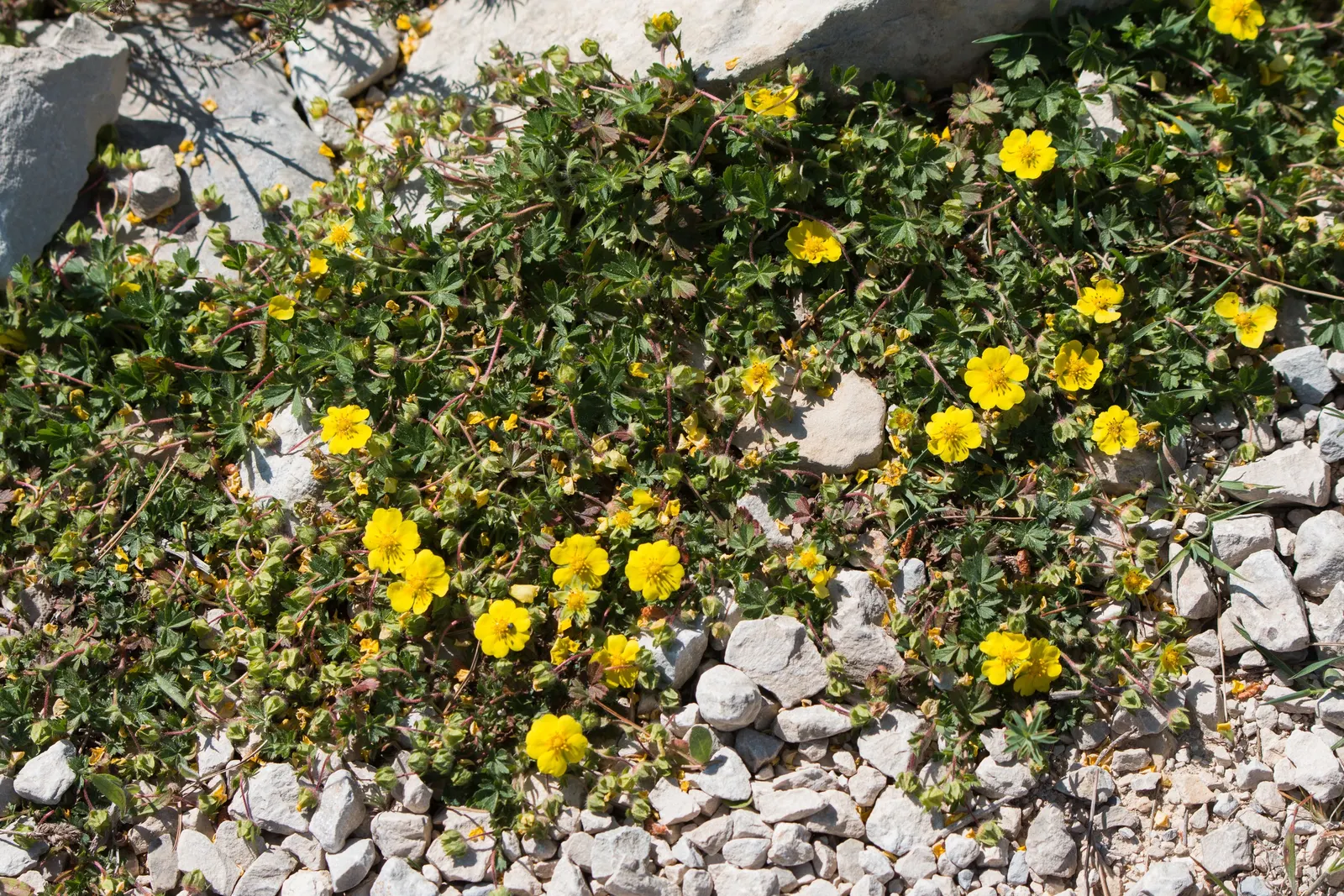 Cinquefoil (Potentilla Neumanniana) — the plant is adorned with bright yellow flowers; potentilla neumanniana is an excellent choice for rock, image 91