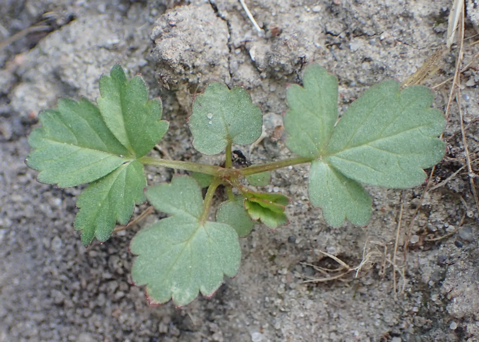 Cinquefoil (Potentilla Neumanniana) — incorporating Potentilla neumanniana can provide a vivid