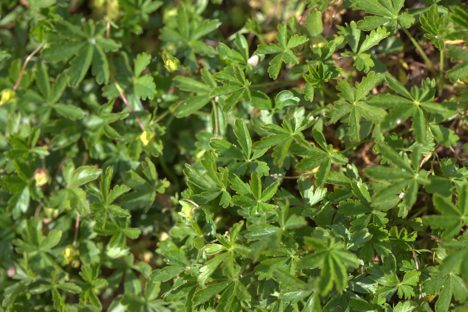 Cinquefoil (Potentilla Neumanniana) — creating an aesthetically pleasing tapestry of texture and color; this groundcover spreads 6-12 inches wide, image 213