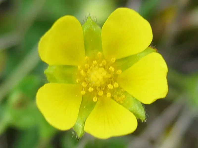 Cinquefoil (Potentilla Neumanniana) — though it flourishes in well-drained; cinquefoil (Potentilla neumanniana) is a low-growing perennial, image 178