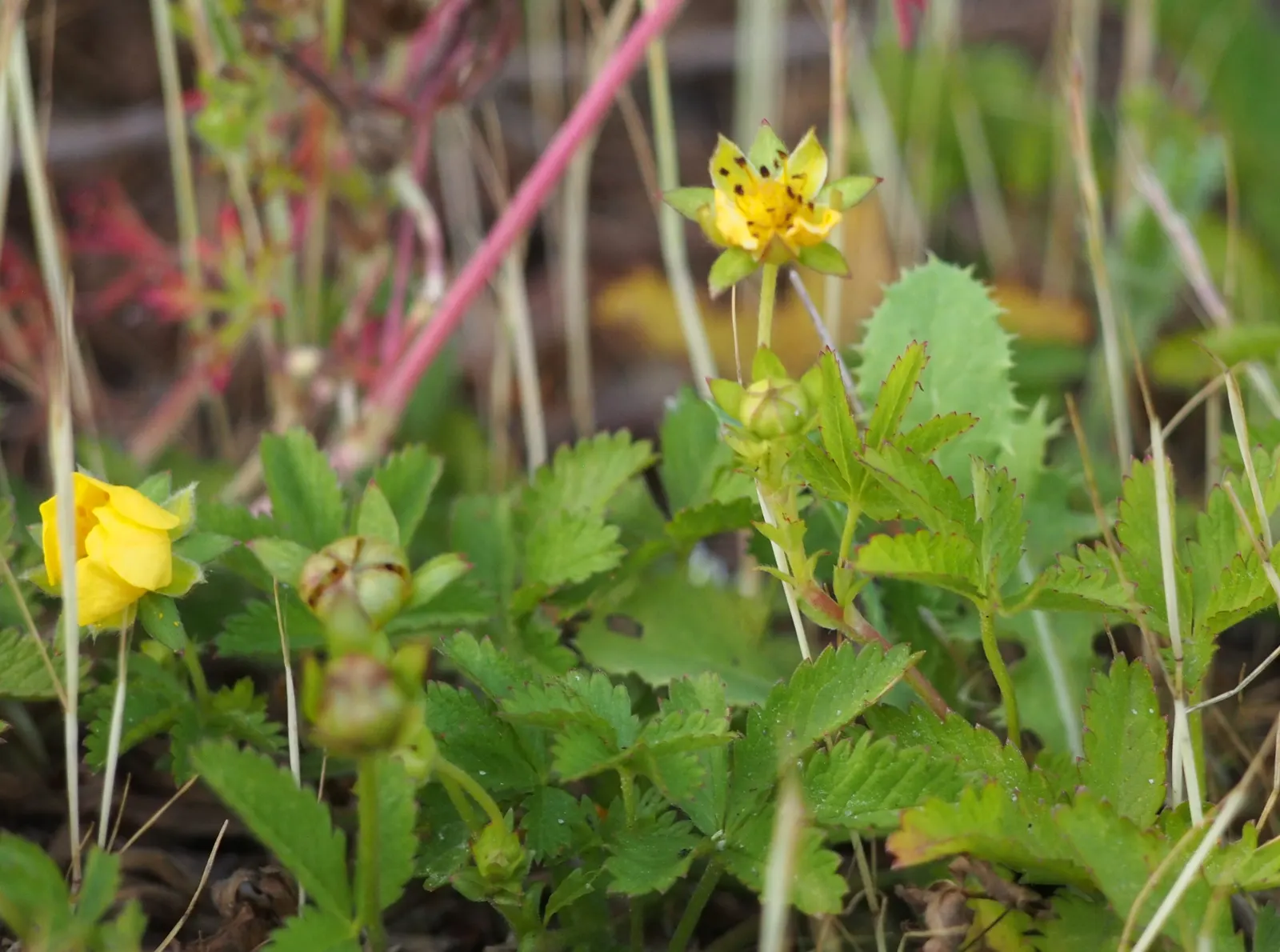 Cinquefoil (Potentilla Neumanniana) — ground cover for full or half or shade; creating an aesthetically pleasing tapestry of texture and color, image 189