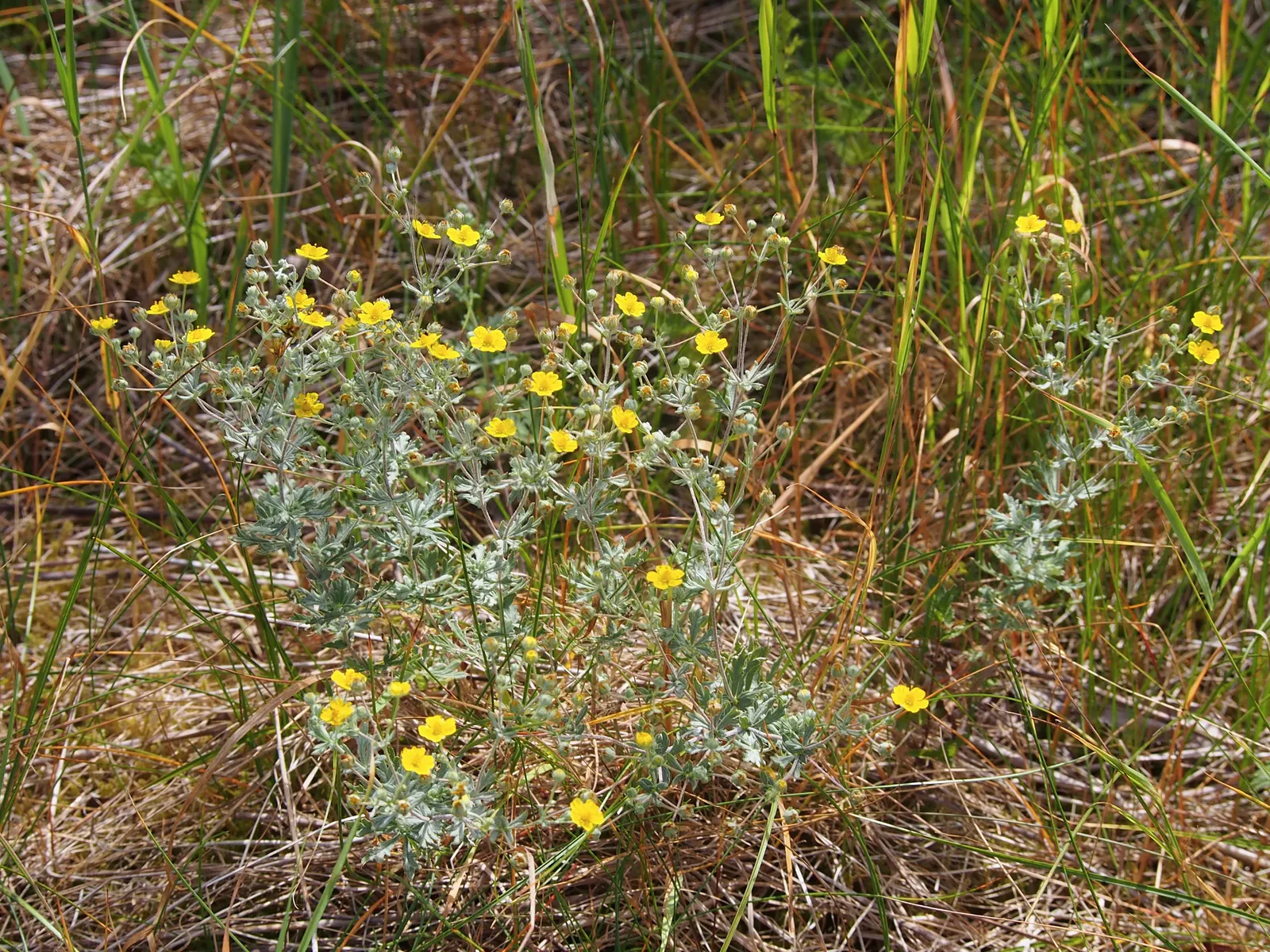 Cinquefoil (Potentilla Neumanniana) — It features bright yellow, five-petaled flowers spanning 0.5-1 inches across atop trifoliate green leaves, image 83