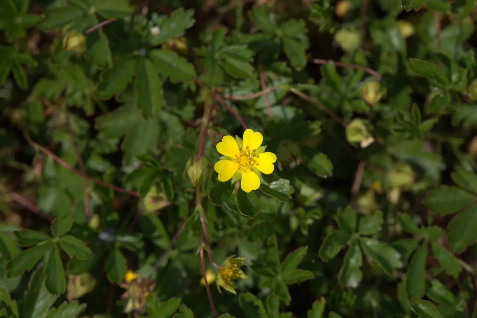 Cinquefoil (Potentilla Neumanniana) — ground cover with yellow blooms; cinquefoil is drought-resistant, image 161