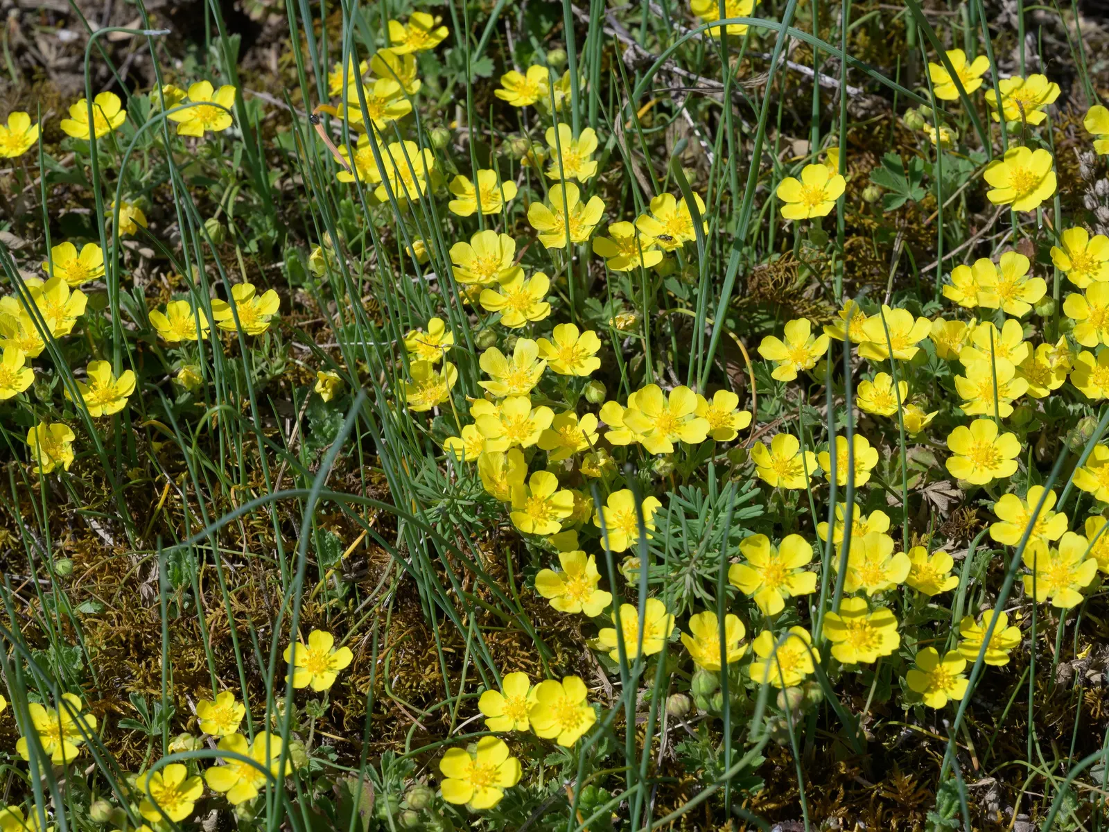 Cinquefoil (Potentilla Neumanniana) — This plant prefers full sun to partial shade and is highly adaptable to various soil types; especially in, image 204