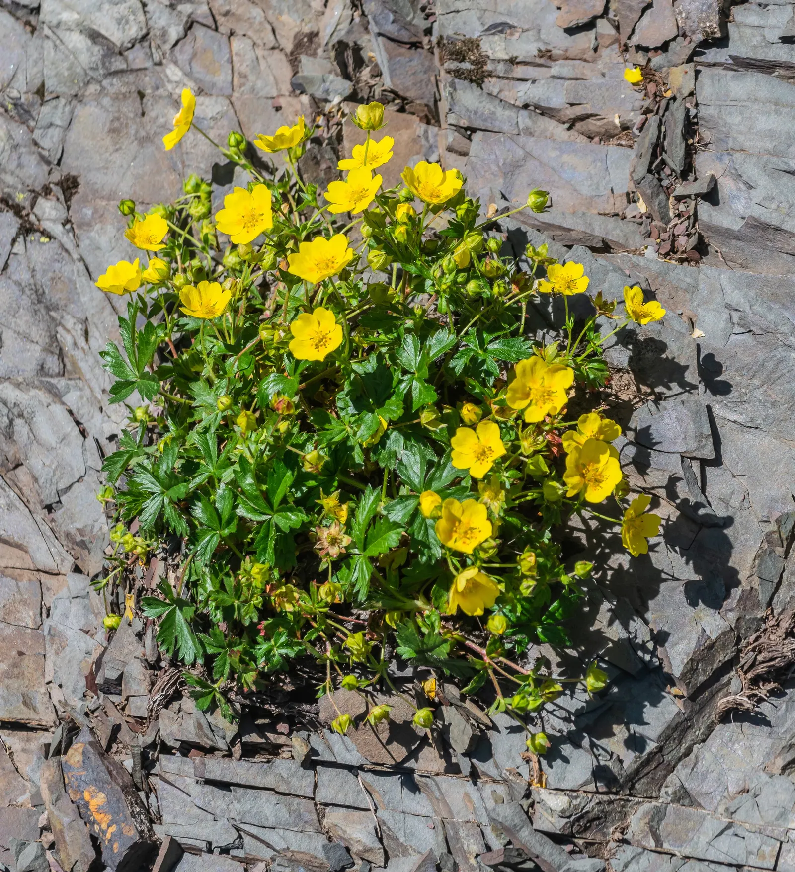 Cinquefoil (Potentilla Neumanniana) — ground cover for full or half or shade; creating an aesthetically pleasing tapestry of texture and color, image 162