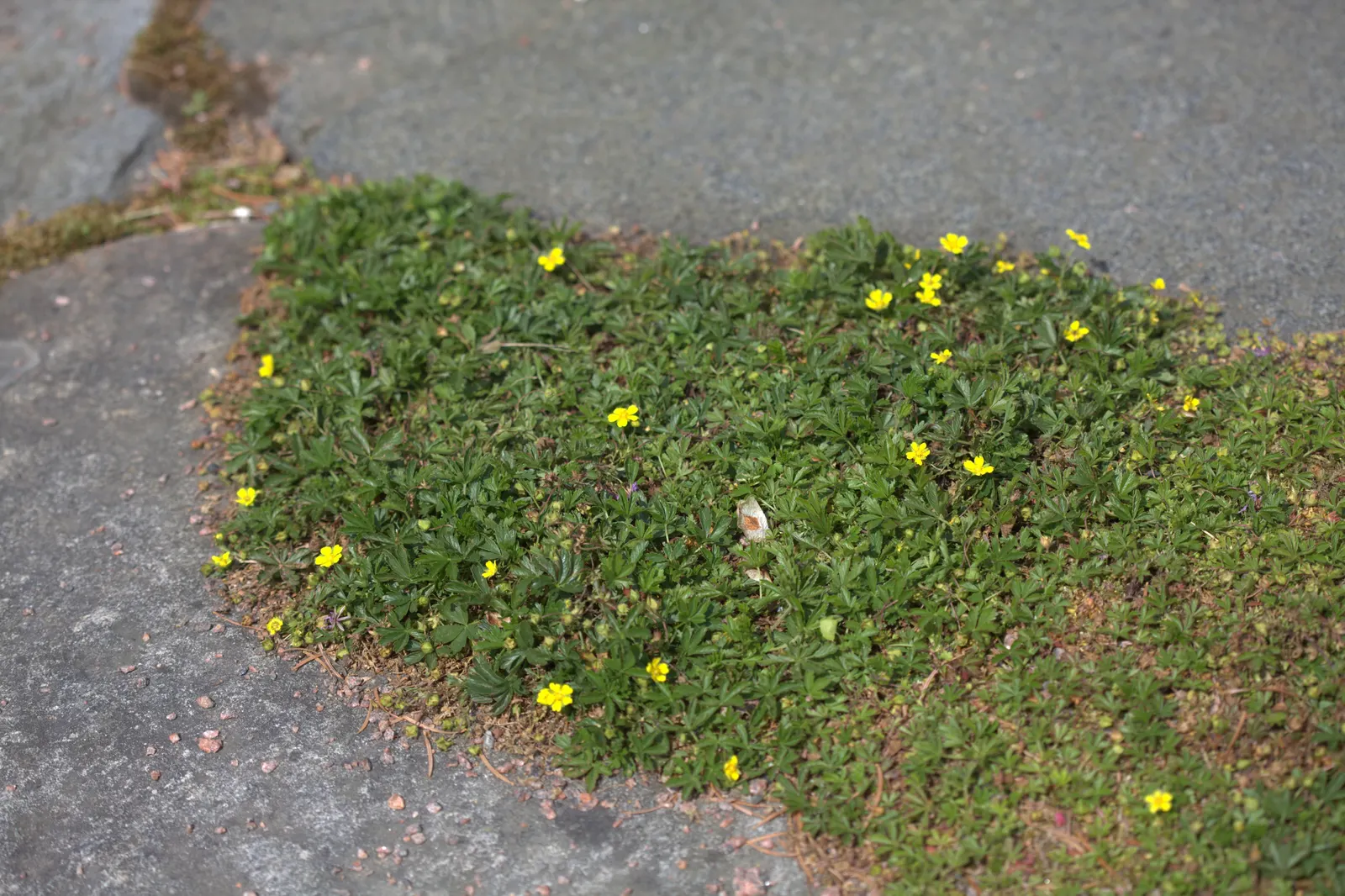 Cinquefoil (Potentilla Neumanniana) — about 0.5 to 1 inch in diameter; its semi-evergreen foliage ensures year-round interest, image 146