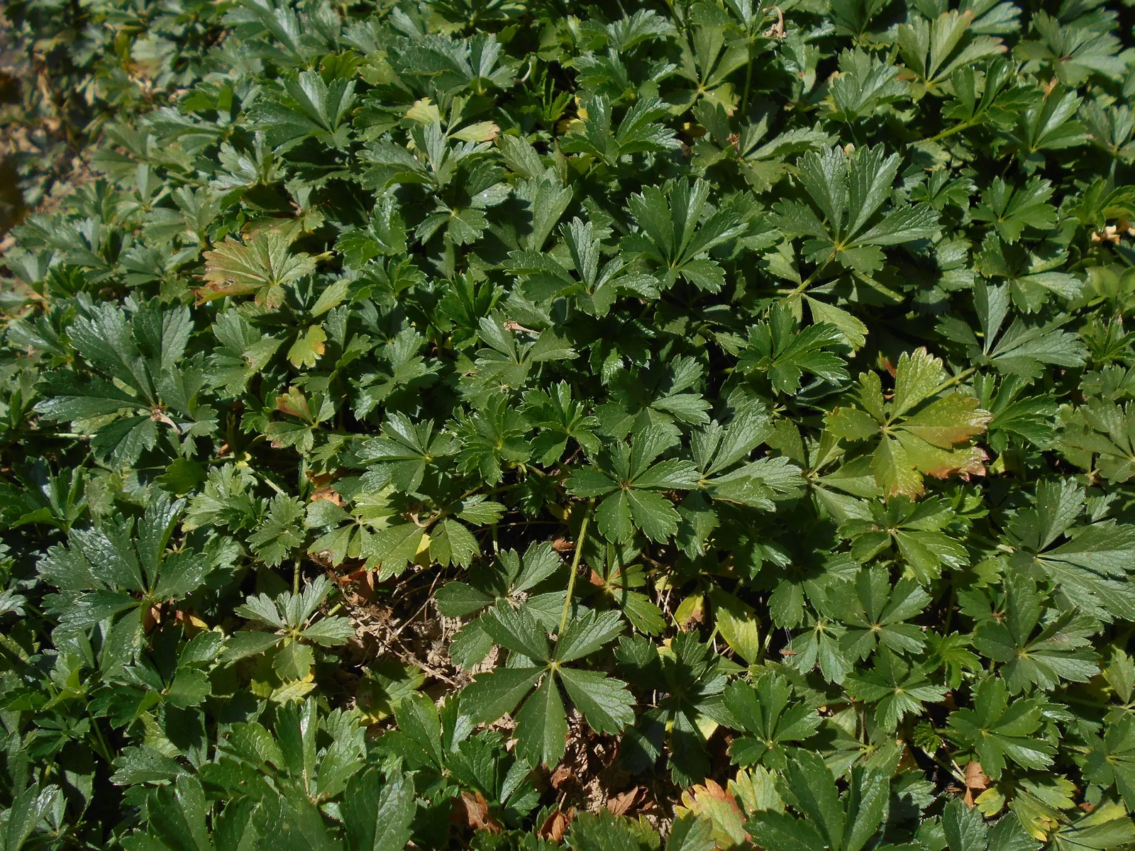 Cinquefoil (Potentilla Neumanniana) — This plant prefers full sun to partial shade and is highly adaptable to various soil types; especially in, image 177