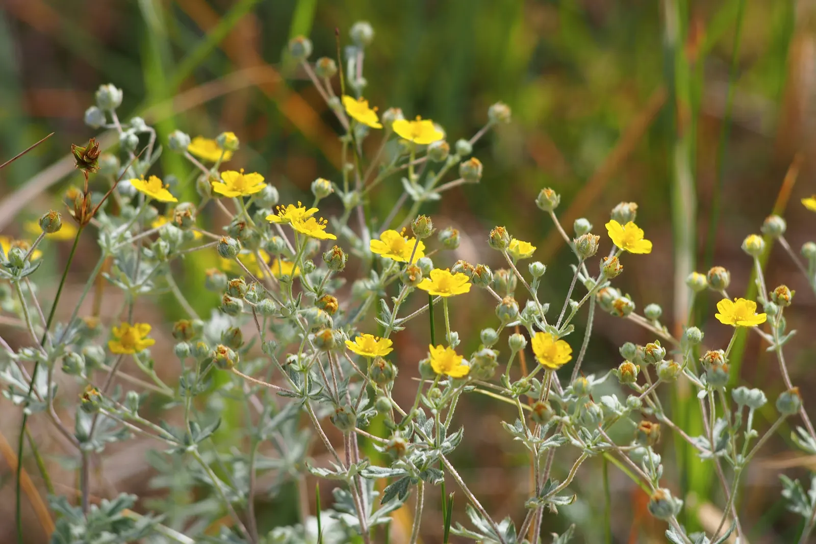 Cinquefoil (Potentilla Neumanniana) — ground cover with yellow blooms; cinquefoil is drought-resistant, image 107