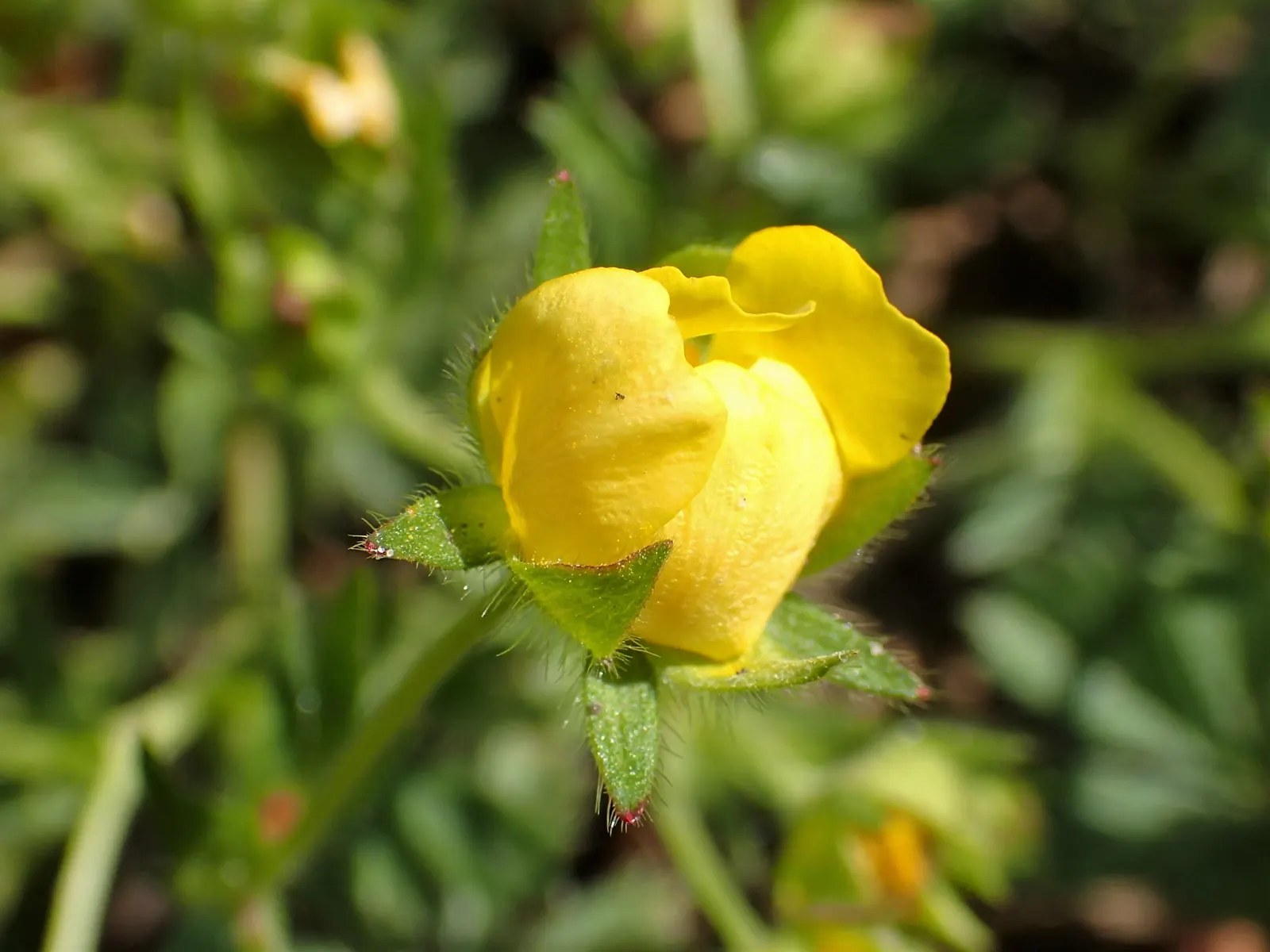 Cinquefoil (Potentilla Neumanniana) — the plant is adorned with bright yellow flowers; potentilla neumanniana is an excellent choice for rock, image 199