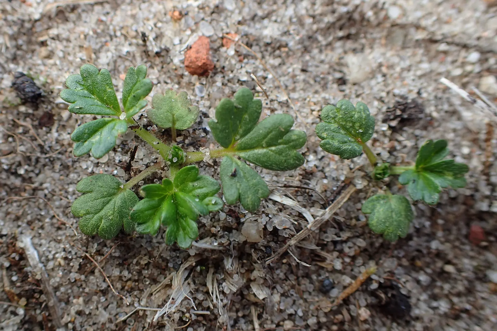 Cinquefoil (Potentilla Neumanniana) — providing a dense mat that effectively suppresses weeds
