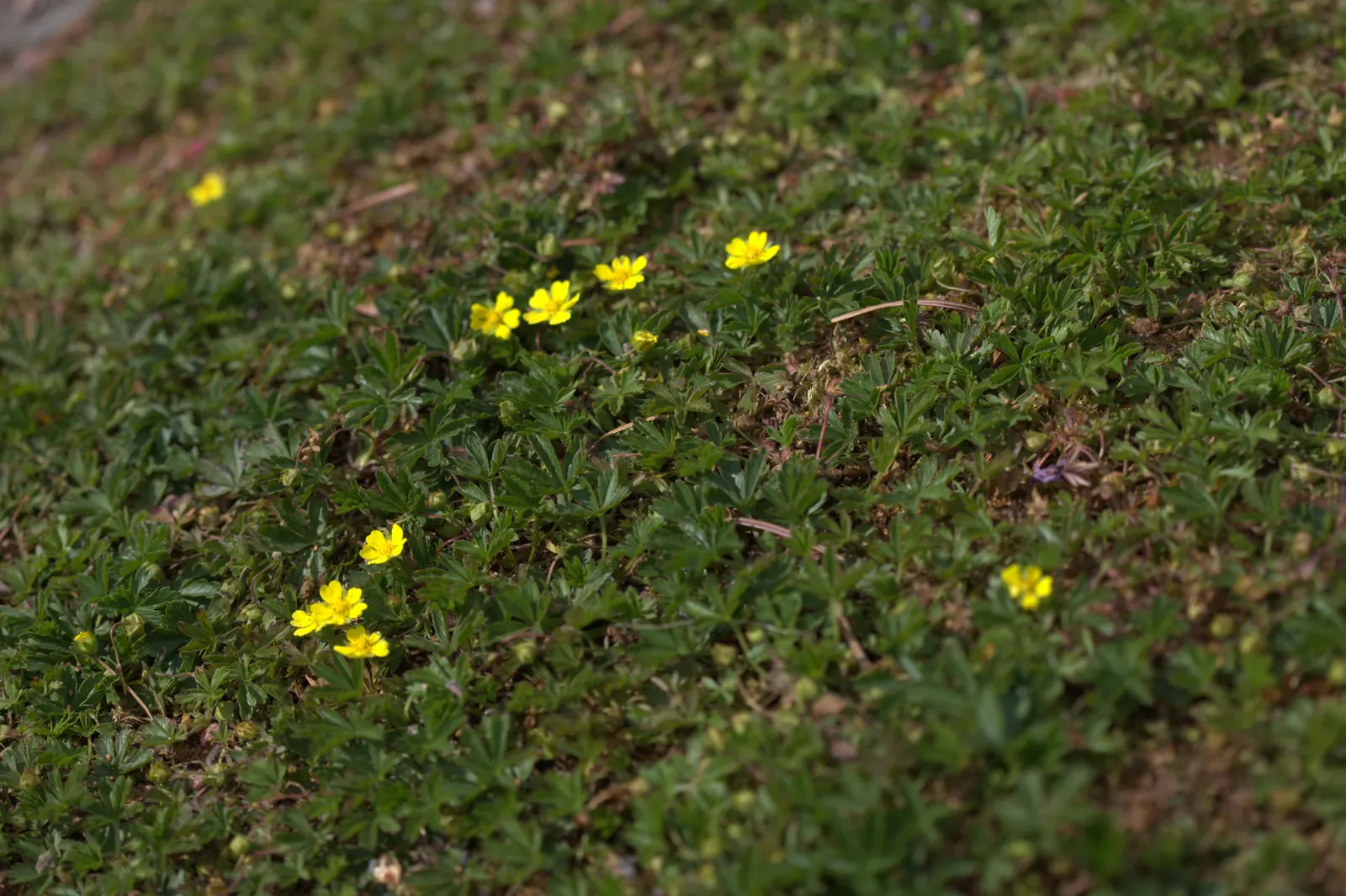 Cinquefoil (Potentilla Neumanniana) — especially in milder winter climates.<br><br>In designing a garden; providing a dense mat that effectively, image 75
