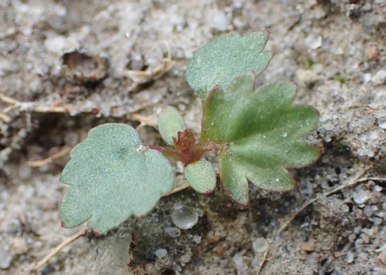 Cinquefoil (Potentilla Neumanniana) — is a perennial groundcover that boasts vibrant green; low-maintenance landscapes