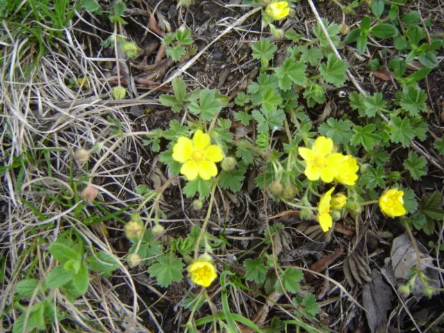 Cinquefoil (Potentilla Neumanniana) — especially in milder winter climates.<br><br>In designing a garden; providing a dense mat that effectively, image 102