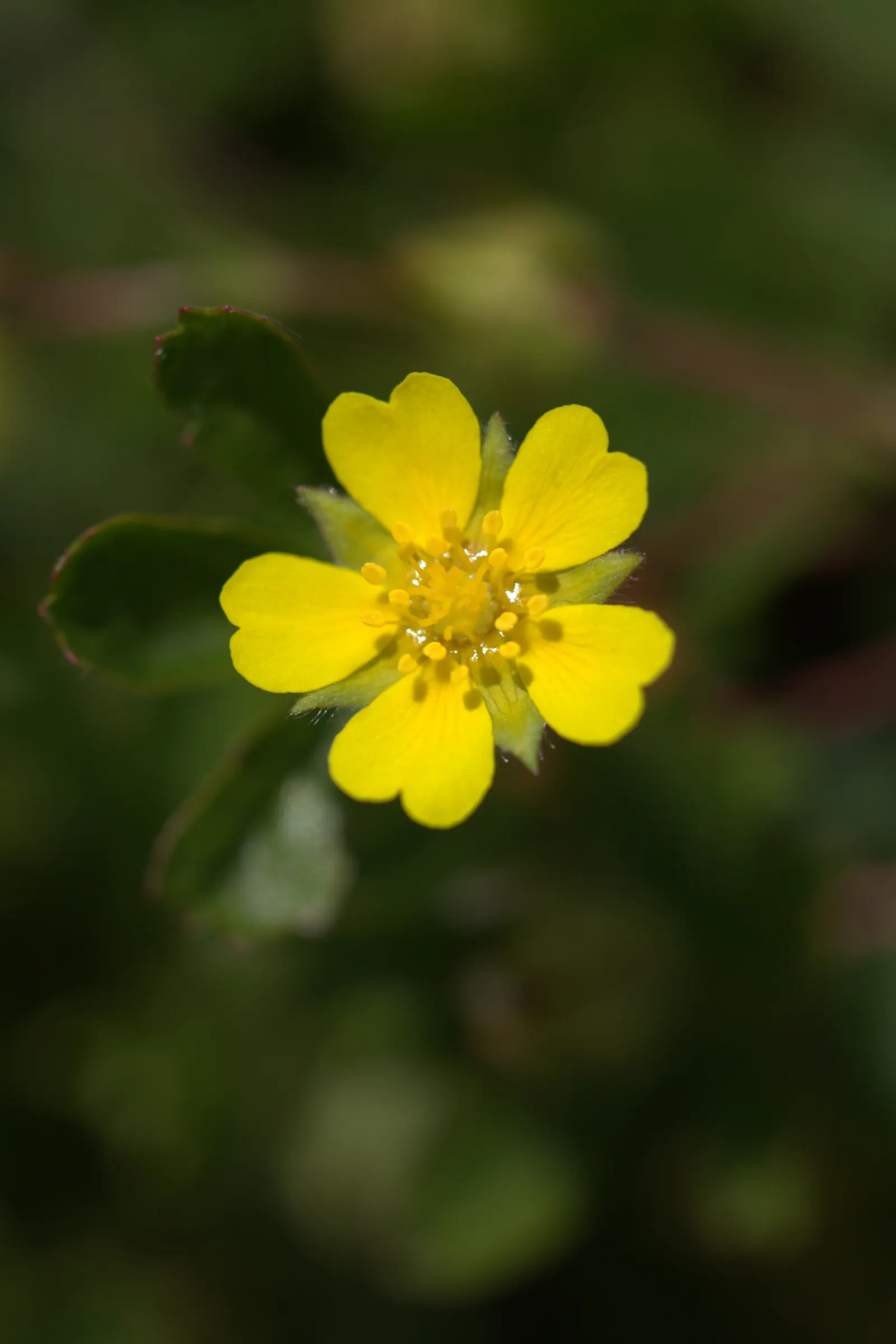 Cinquefoil (Potentilla Neumanniana) — Potentilla neumanniana is an excellent choice for rock gardens; is a perennial groundcover that boasts, image 67