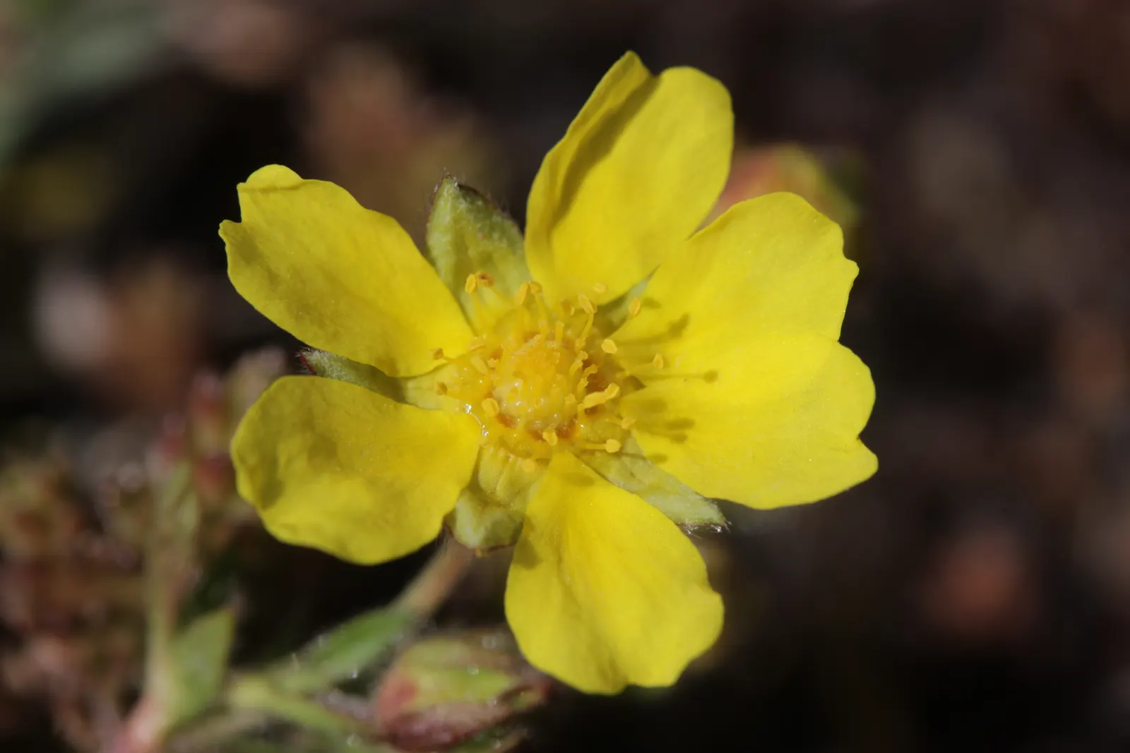 Cinquefoil (Potentilla Neumanniana) — It's drought-tolerant once established and ideal for rock gardens, borders, or erosion control; yellow, image 58